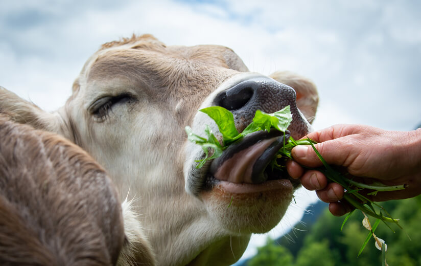 Mein Essen = dein Futter?