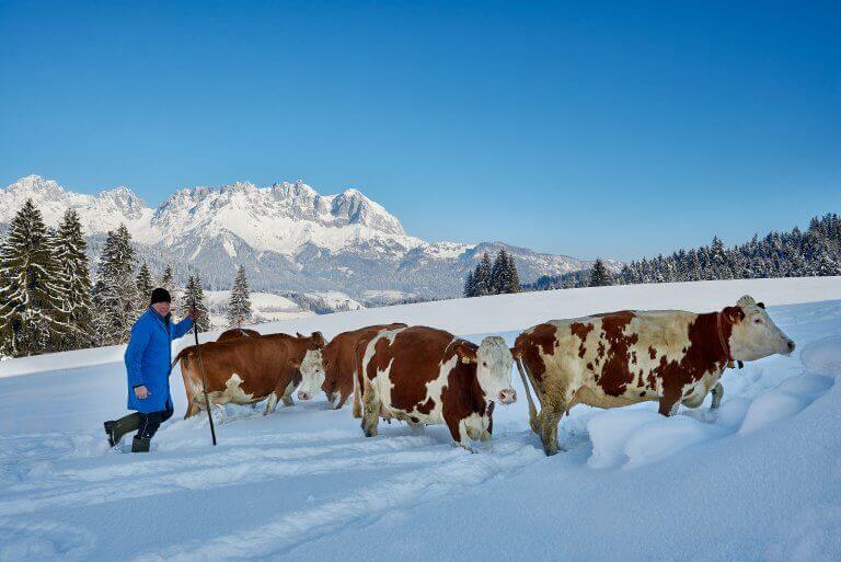 Heumilchkuehe-im-Winter-1