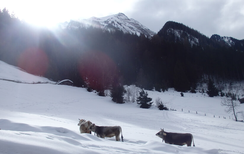 Winterzeit am Kuchlerhof