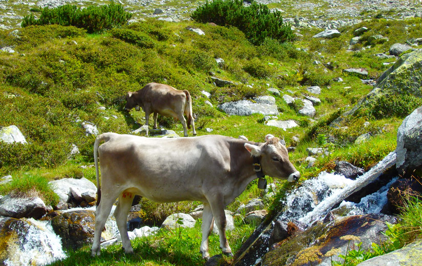 Bald geht es wieder auf die Alm!