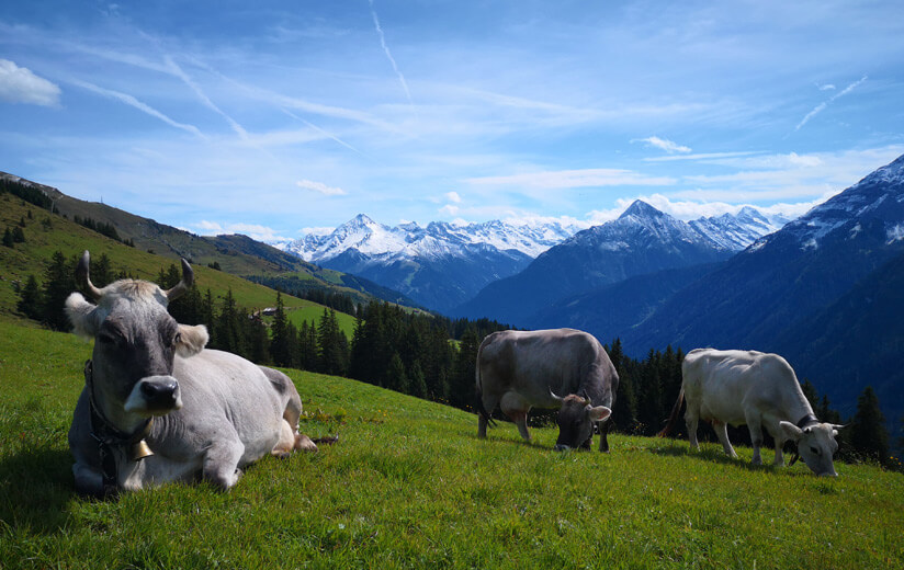 Jetzt gehts auf die Heumilchalm!