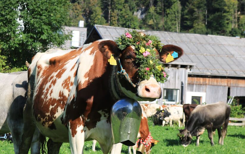 Heumilchkühe_Herbst