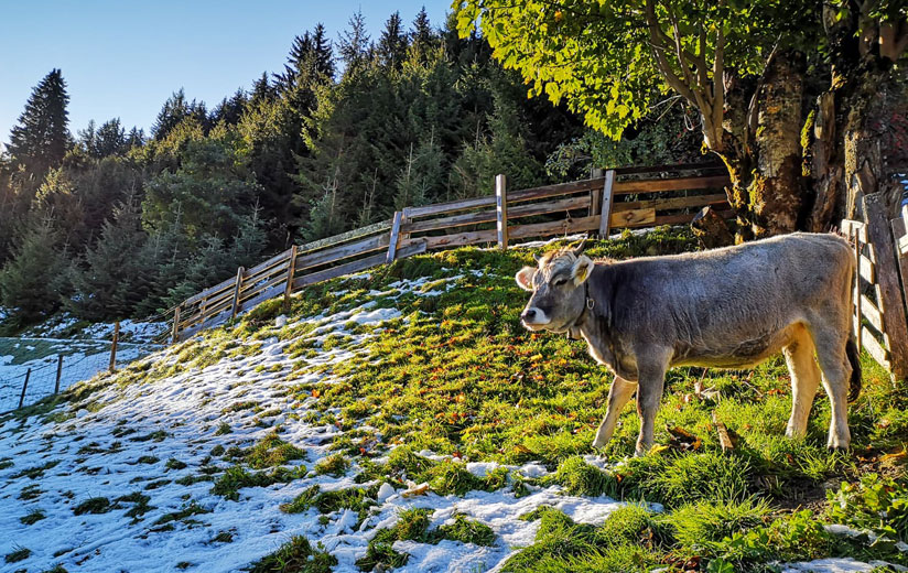 Goldener Herbst: Das passiert gerade am Kuchlerhof