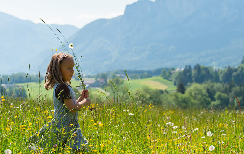 Heumilch-Wanderung #3: Entlang des Helenenwegs die malerische Landschaft am Mondsee genießen