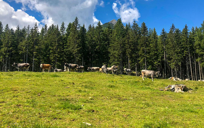 Kreith-Alm_Tirol