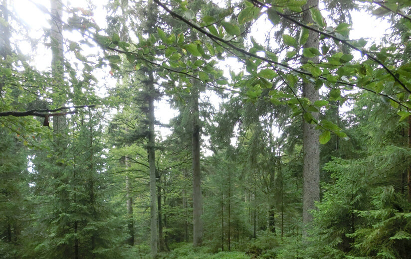 Waldlichtung_Moldaublick