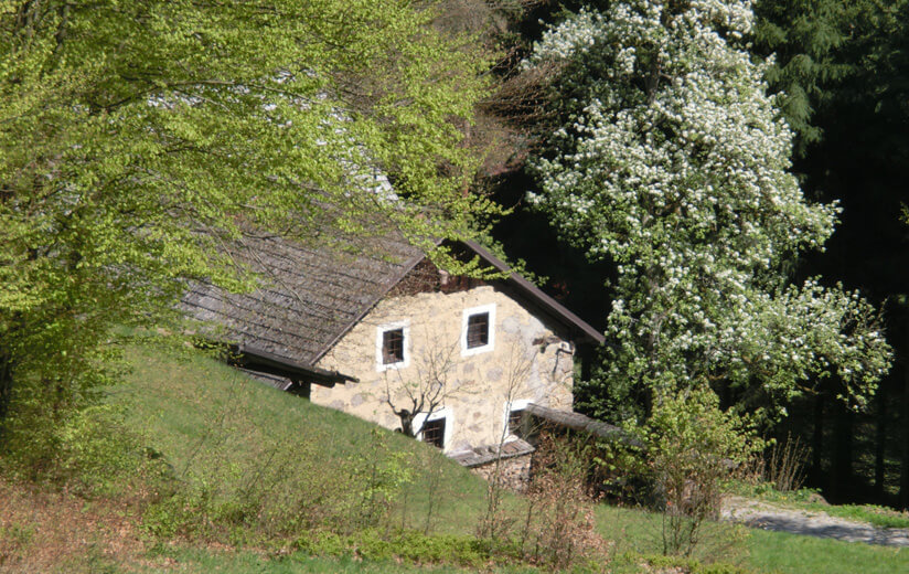 Schwammerlstein_Oberösterreich