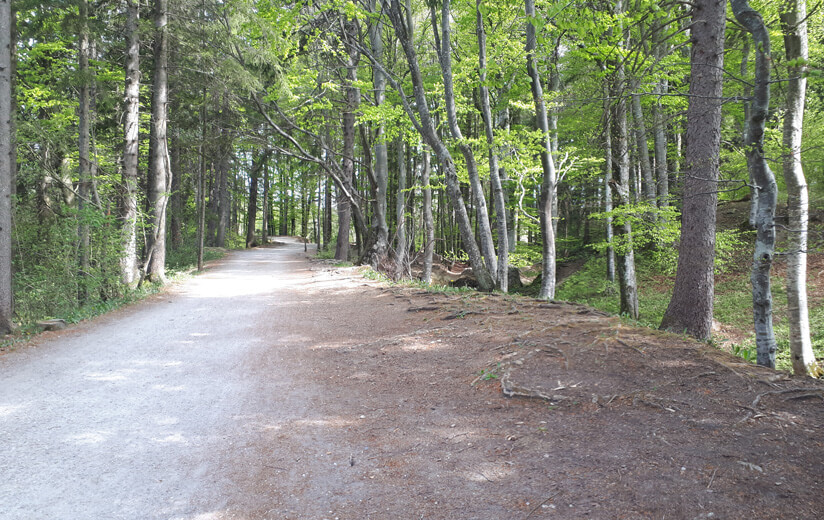 Waldweg_Allgäu