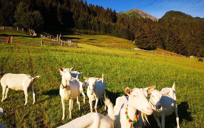 Heumilch-Wanderung #6: Im hinteren Zillertal von Finkenberg zur Gamshütte