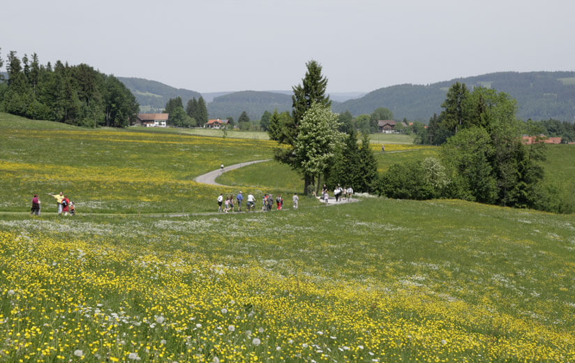 Heumilch-Wanderung #7: Wandern und Entdecken auf dem Pfaffenwinkler Milchweg