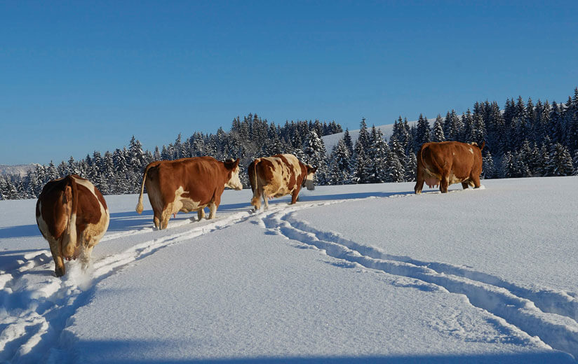 Wanderungen und Touren im Winter: Auszeit im Einklang mit der Natur