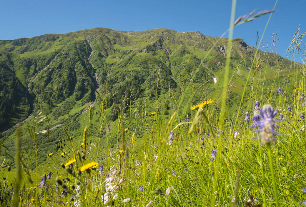 Artenvielfalt-Heumilchwiese