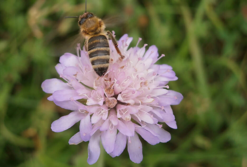 Artenvielfalt-für-Bienen