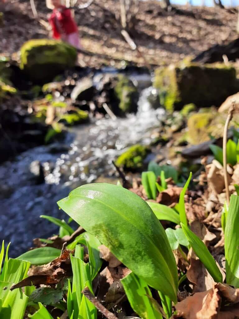 Bärlauch_Wald 