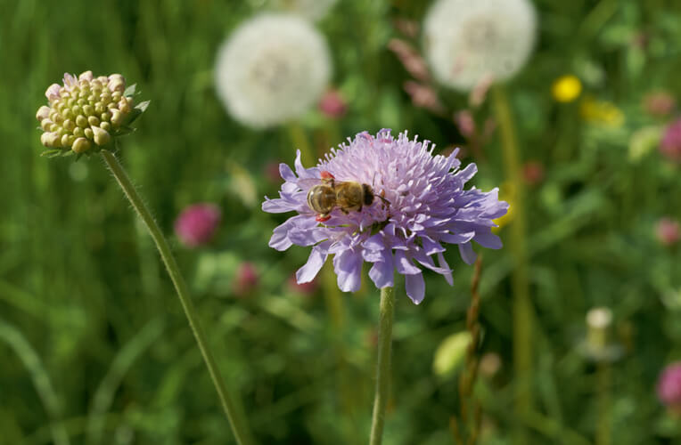 Acker-Witwenblume, Wiesenskabiose