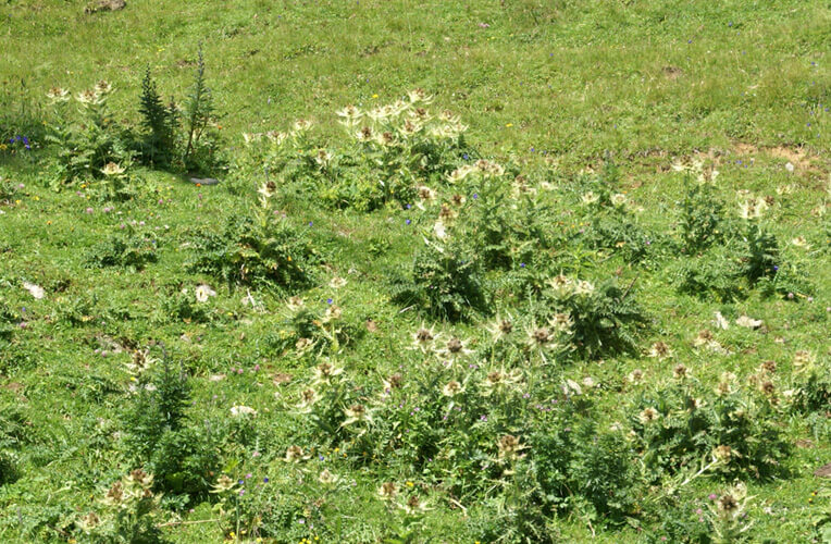 Alpen-Kratzdistel-Flur