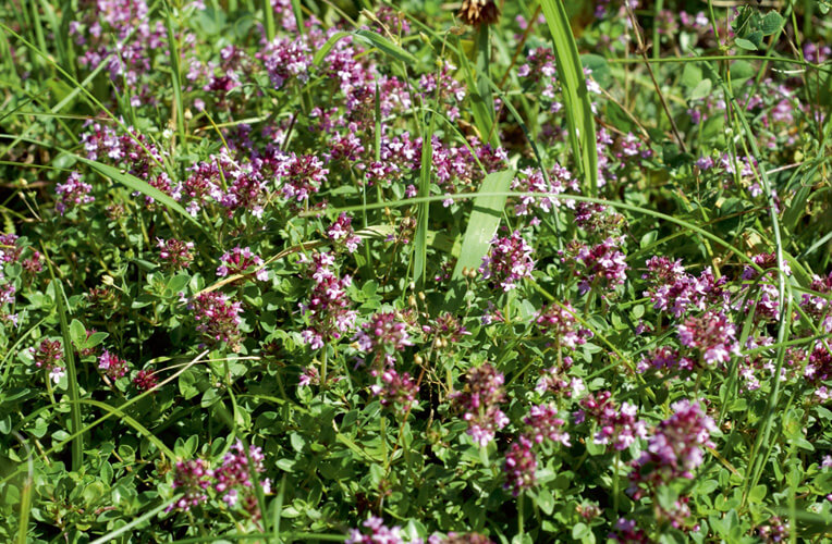 Arznei-Quendel, Feld-Thymian