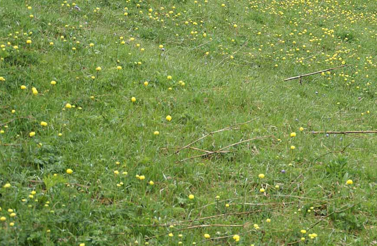 Baldrian-Kohl-Distel-Wiese