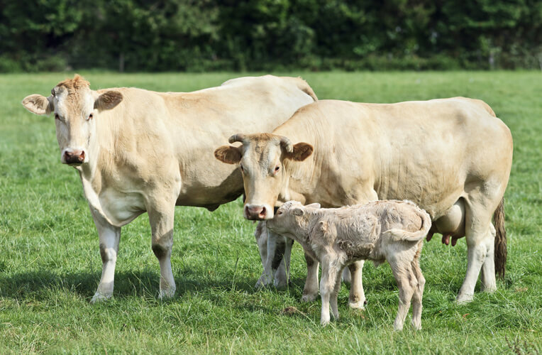 Blonde d‘Aquitaine