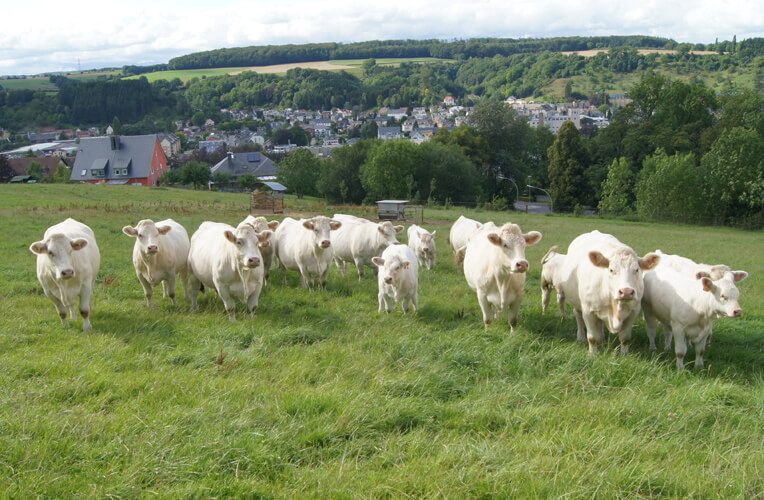 Charolais