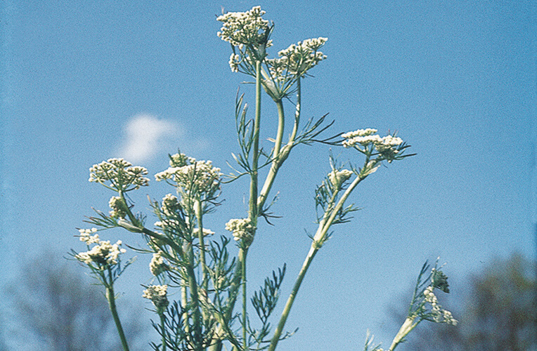 Echter Kümmel