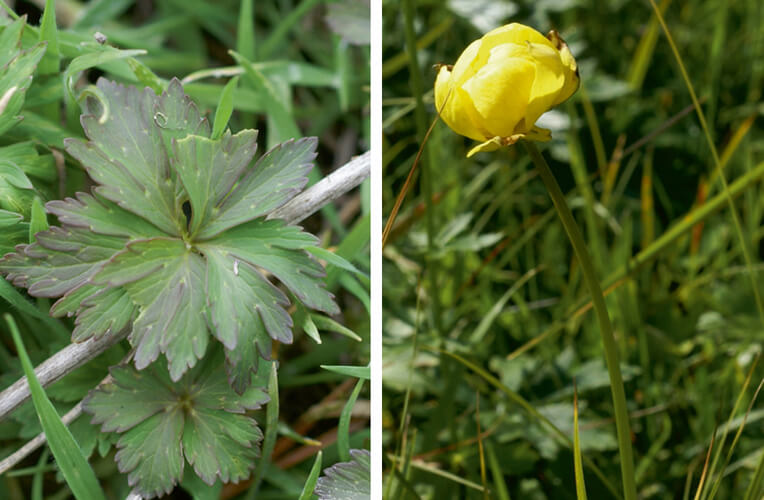 Europäische Trollblume