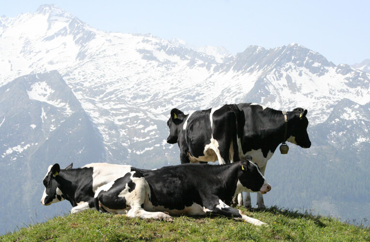 Holstein-Friesian