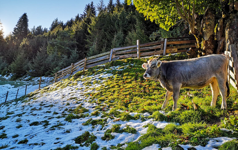 Heumilch-Bauernhof im Jahresverlauf