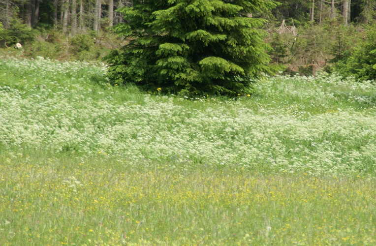 Kälberkropf-Wiese