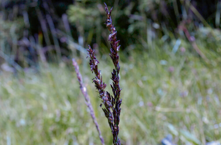 Klein-Pfeifengras, Blaues Pfeifengras