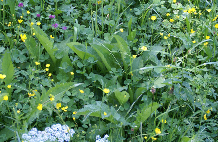 Kohl-Distel-Wiese