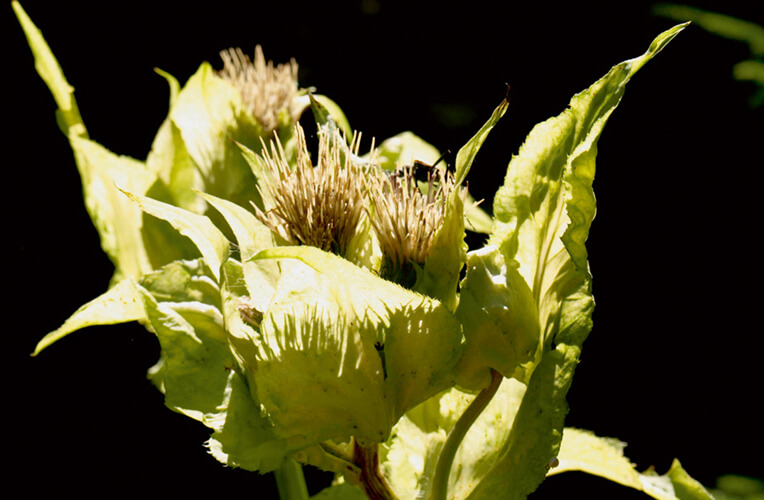 Kohl-Kratzdistel