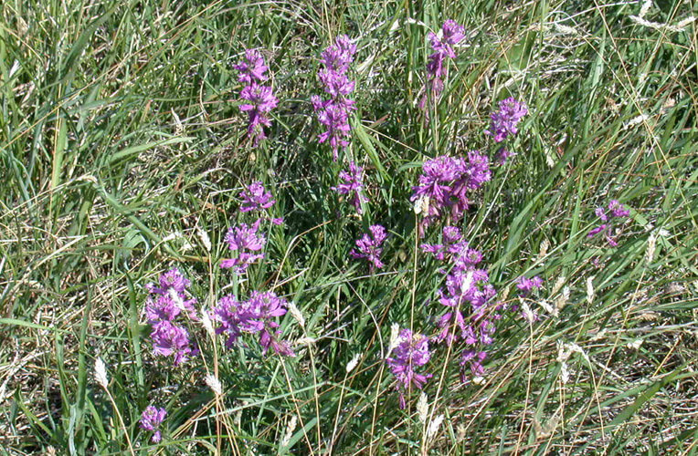 Kreuzblumen-Fieder-Zwenken-Rasen