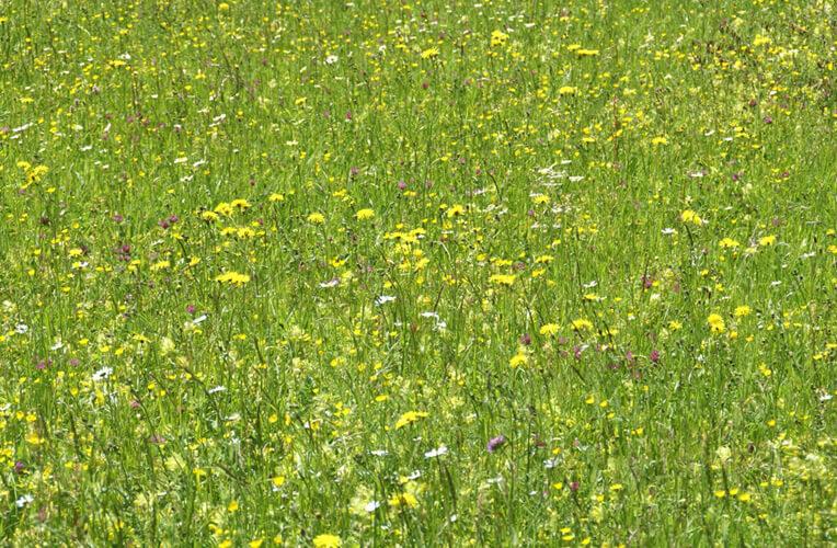 Mittelgebirgs-Goldhaferwiesen