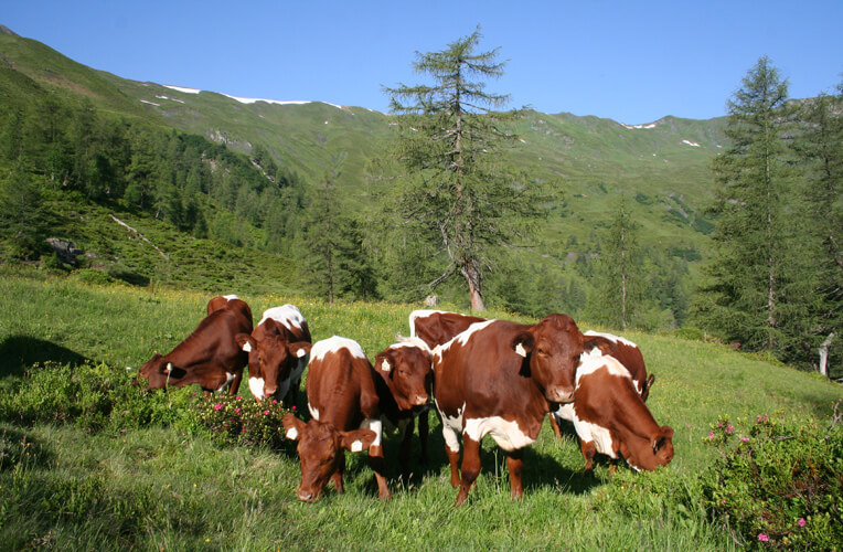 Rinderrassen aus den Alpen, Übersicht & Fakten