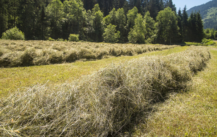 Hochqualitatives Heu aus Gräsern und Kräutern