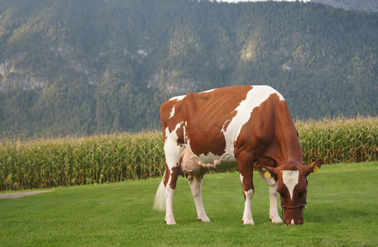 Red Holstein