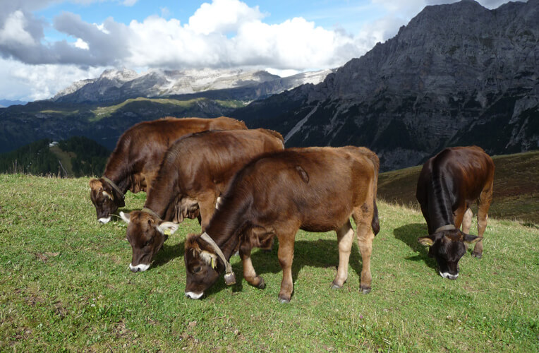 Kuh - Alpen - Braunvieh - Hörner - Original - Allgäu - typisch