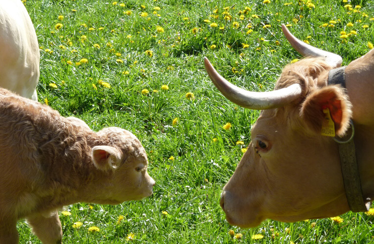 Waldviertler Blondvieh