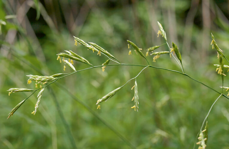 Wiesen-Schwingel