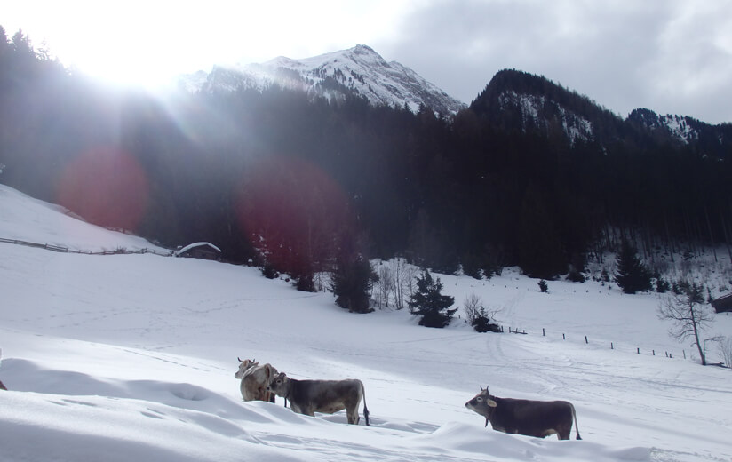 Winter auf der Heumilch-Alm