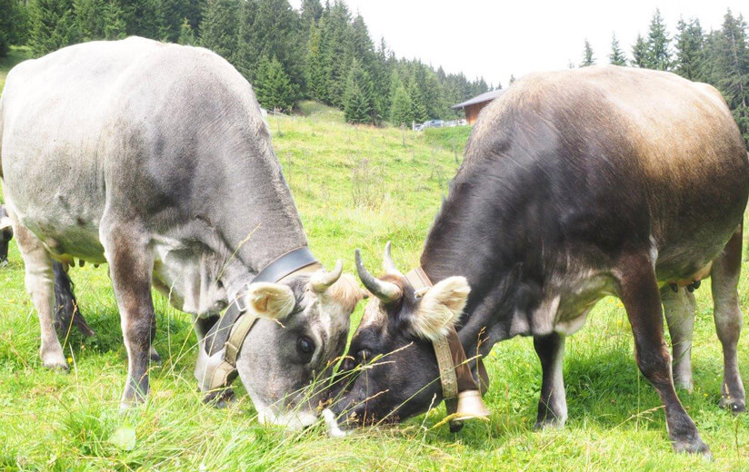 Eine Auszeit auf der Alp: Heumilchbotschafterin Lena über das kleine Glück am großen Berg