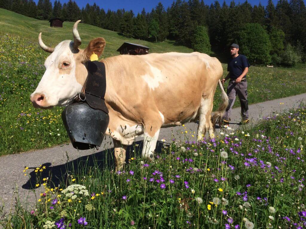 Almwirtschaft_Allgäu