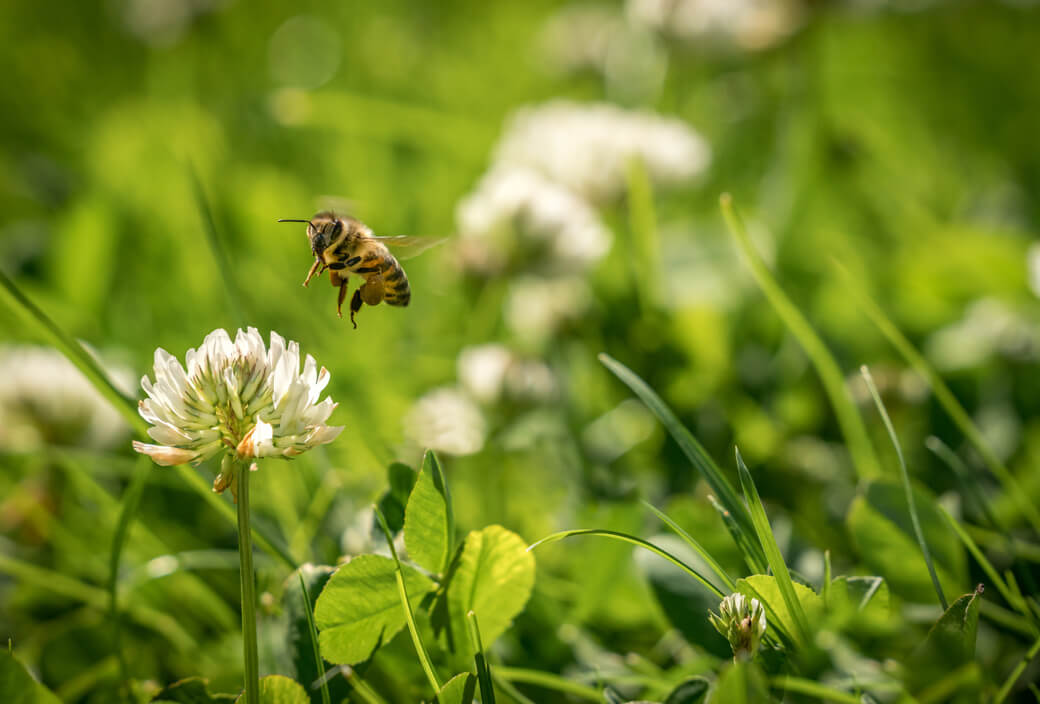 Lebensraum für Bienen, Schmetterlinge und Niederwild