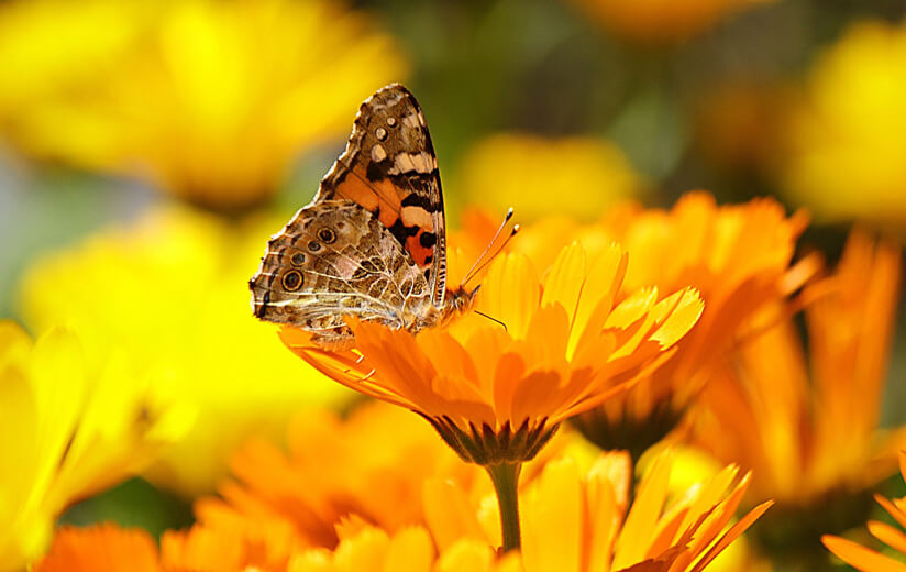 Heumilch Kräuterkunde #4: Ringelblume