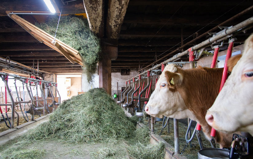 For hay milk farmers