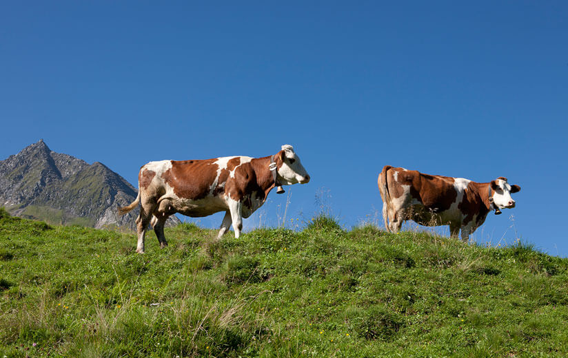 Heumilchkühe vor Berggipfel