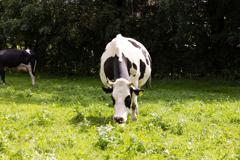 Heumilchkuh auf der Weide