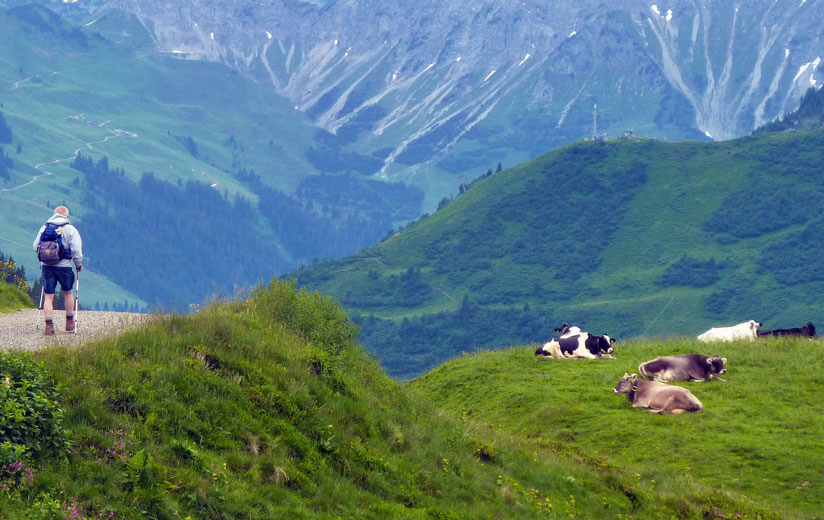 Triffst du bei einer Wanderung auf Kühe, bleibe ruhig und aufmerksam.