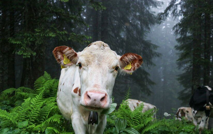 Sicher Wandern mit Kuh & Co: So gehst du mit Weidetieren richtig um